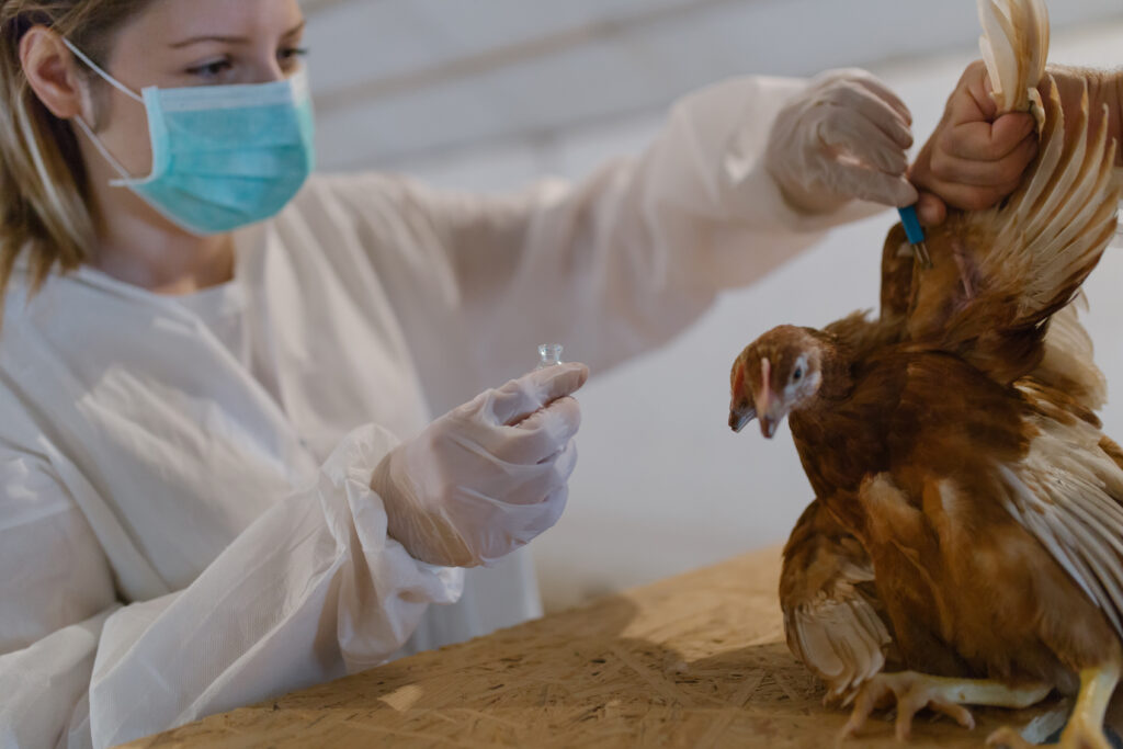 Woman scientist with white suit, rubber gloves, and mask taking samples from brown chicken.
Picture by Hedgehog94.