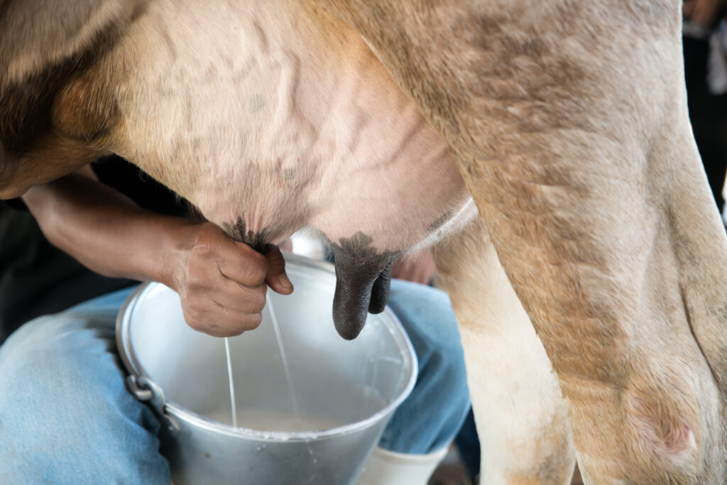 Individual milking a cow into a bucket.


Picture by Ake1150.