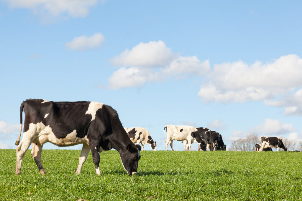 Black and white Holstein dairy cow grazing on the skyline in a green pasture against a blue sky with white clouds and the herd in the background
By gozzoli