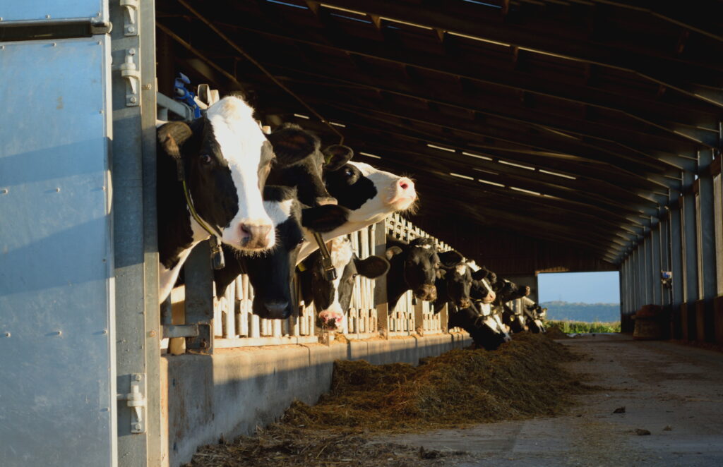 Cows in a barn on a farm in East Devon
By Savo Ilic