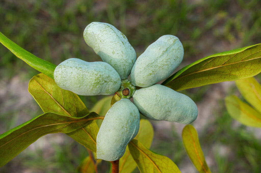 Fruit of the florida pawpaw - asimina obovata - growing on a tree in backyard dry Sandhill scrub habitat. small deciduous tree producing a large, yellowish-green to brown fruit
By Chase D’Animulls